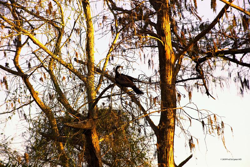 20090220_173244 D3 P1 5100x3400 srgb.jpg - Loxahatchee National Wildlife Preserve